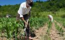 Resposta do MDR ao senador Jader confirma que Brasil não investe em projeto público de agricultura irrigada