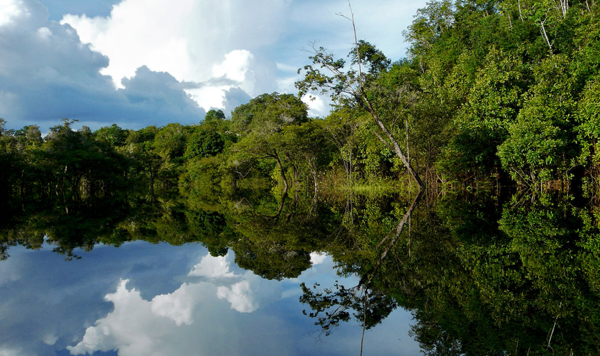 Senador Jader cobra ação do governo federal contra desmatamento na Amazônia