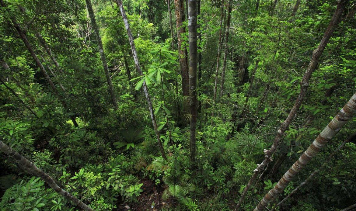 Jader destaca relatórios da CGU e TCU em defesa do Fundo Amazônia