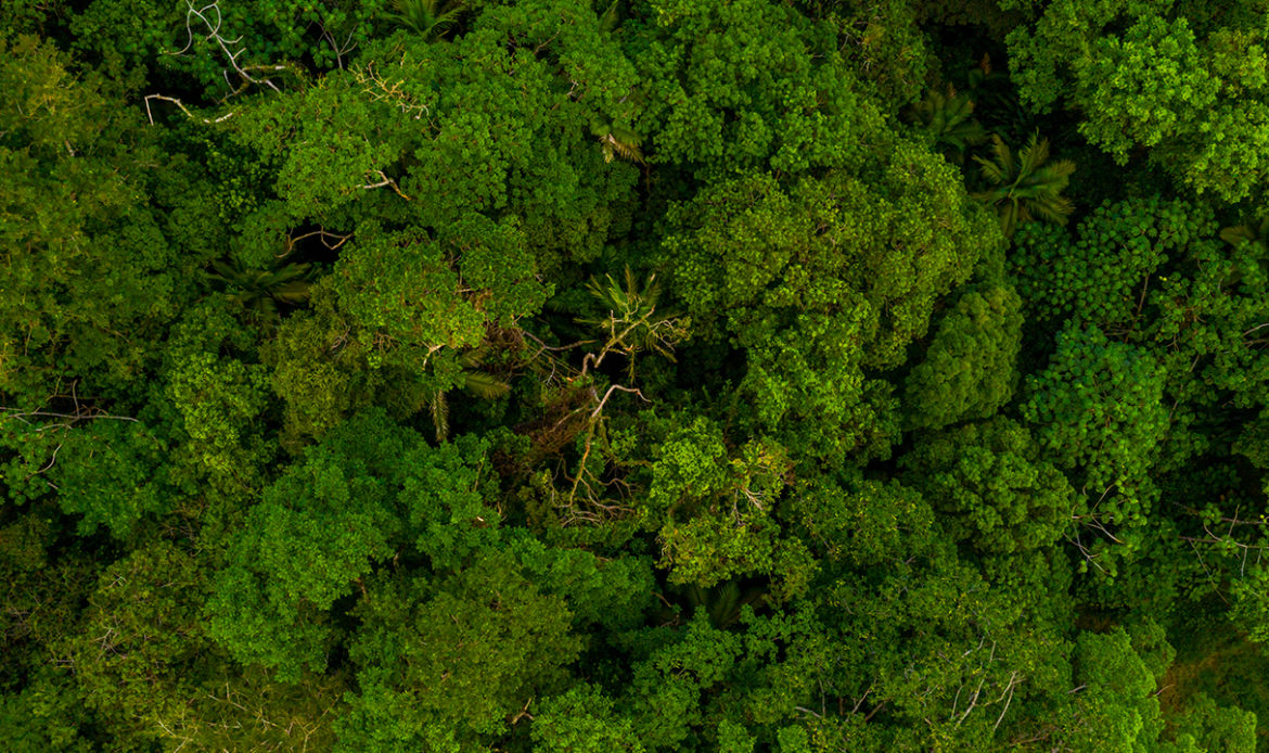 Jader apresenta projeto de lei que viabiliza a economia verde