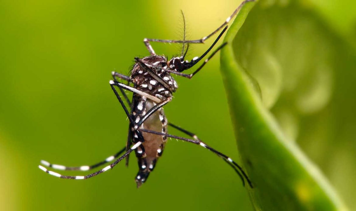 Senador Jader pede inclusão de vacina contra Dengue em campanhas de imunização