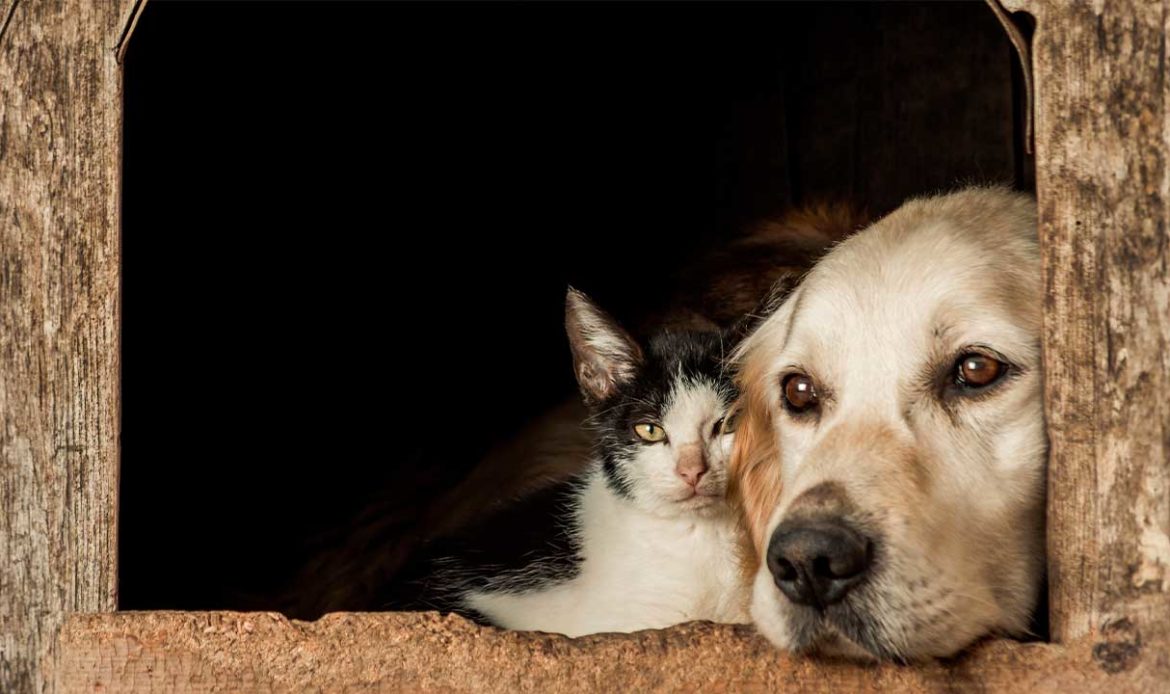 Senador Jader apresenta projeto que garante recursos para protetores de animais