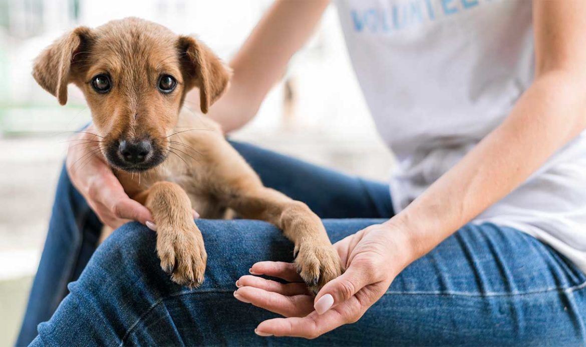 Jader propõe redução de tributos de rações e serviços ligados à proteção animal