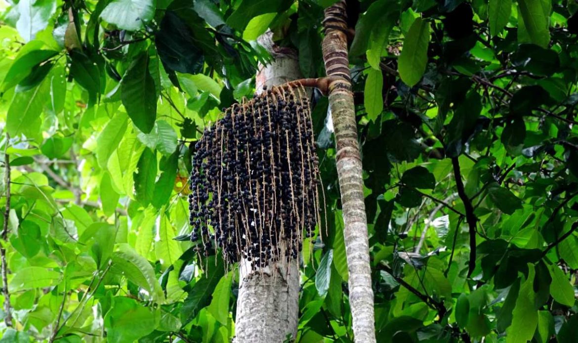 Projeto da Embrapa sobre cultivo do açaí terá emendas do senador Jader