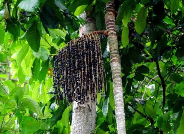 Projeto da Embrapa sobre cultivo do açaí terá emendas do senador Jader