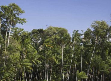 Criação de ZEE na Amazônia está na pauta da CAE