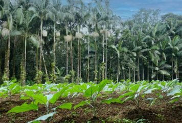 Jader apresenta projeto de incentivo à agricultura regenerativa