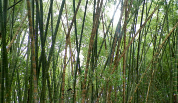 Jader Barbalho defende transformar bambu em oportunidade sustentável