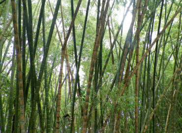 Jader Barbalho defende transformar bambu em oportunidade sustentável