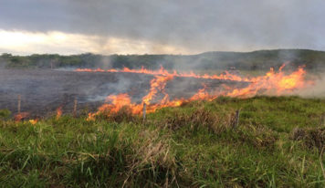 Jader inclui incêndio em lavouras e pastos como crime hediondo