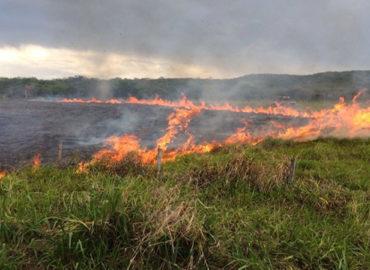 Jader inclui incêndio em lavouras e pastos como crime hediondo