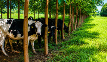 Jader Barbalho propõe integrar sistemas de lavoura, pecuária e floresta