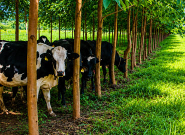 Jader Barbalho propõe integrar sistemas de lavoura, pecuária e floresta